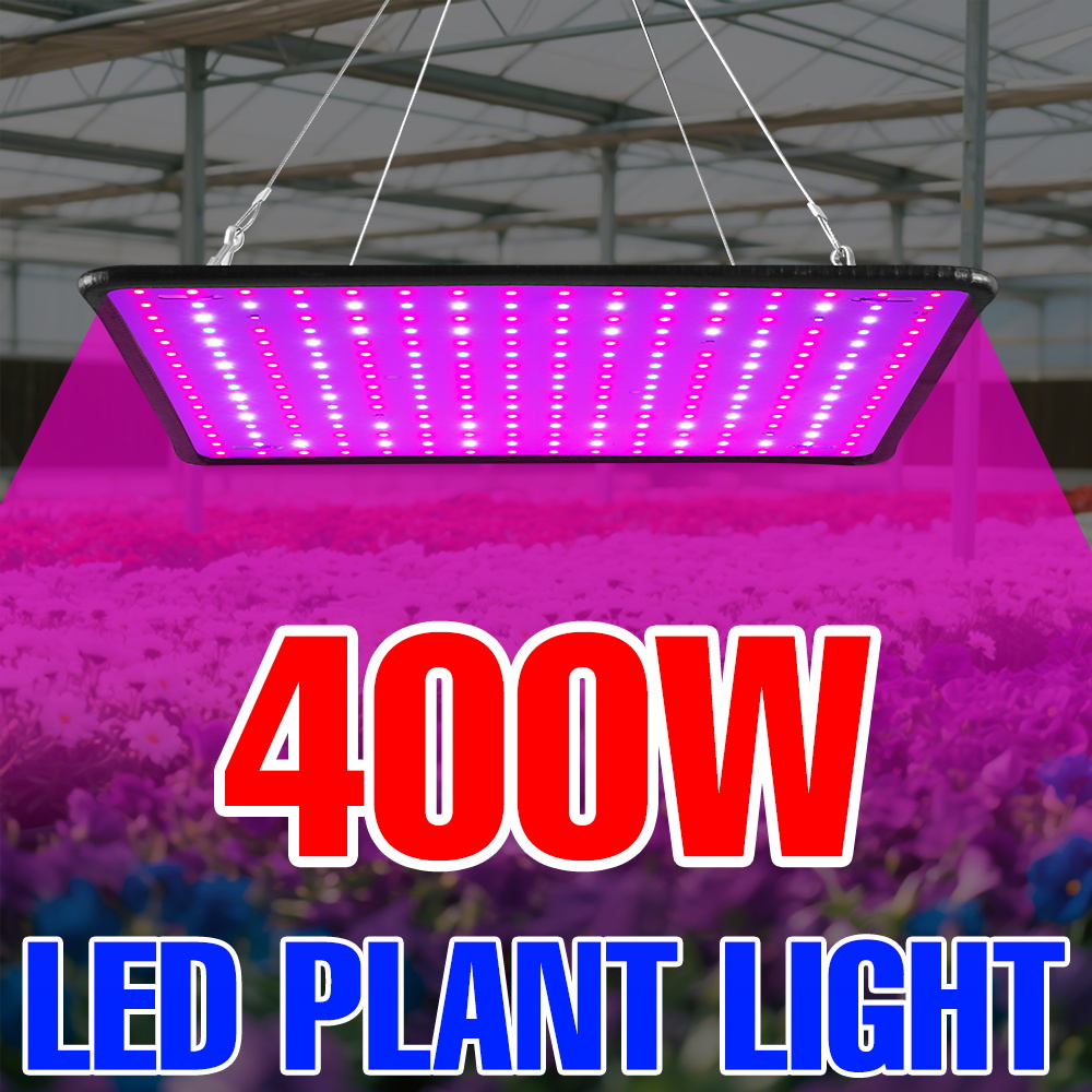Echeveria Succulent - 400 W LED Wachsen Licht Volle