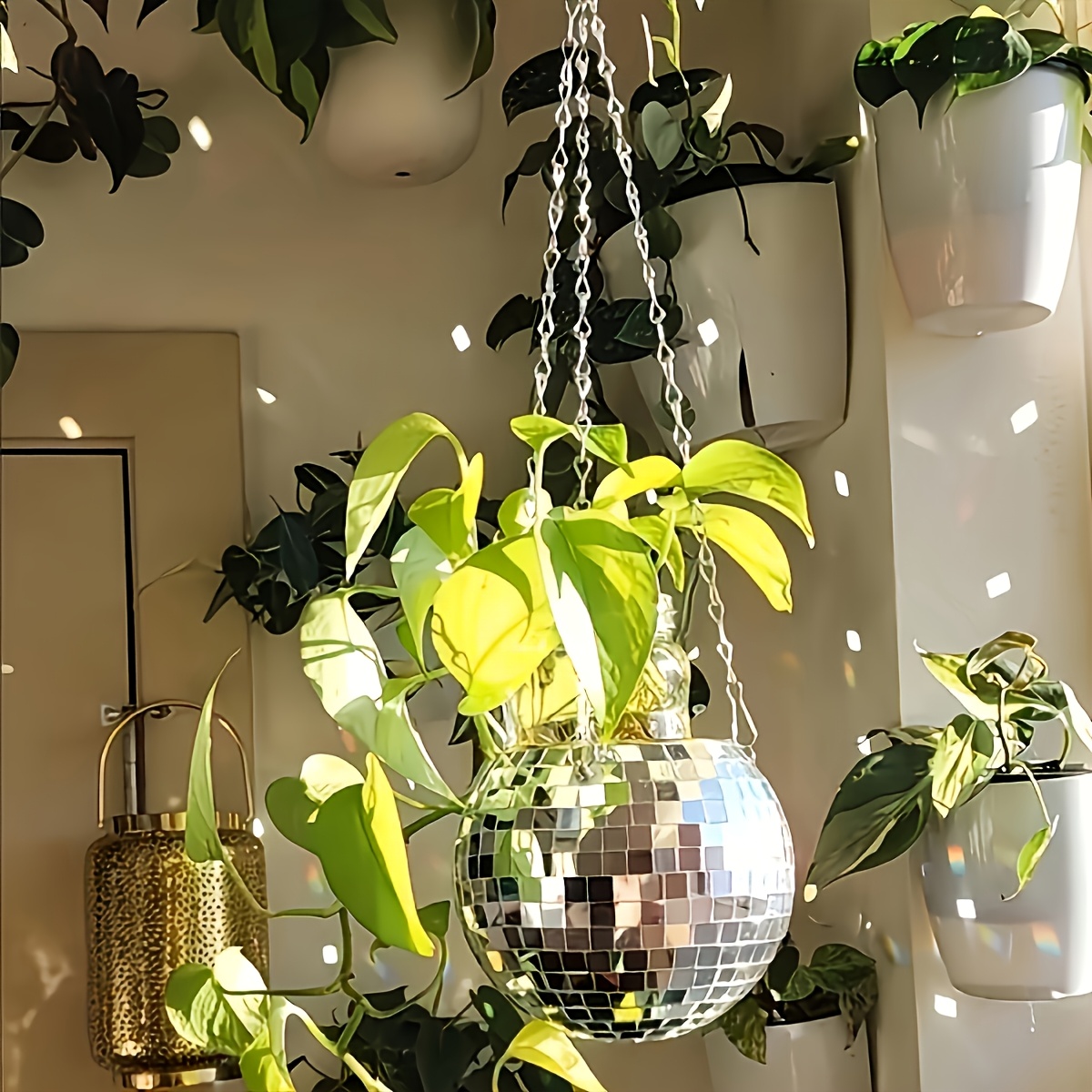 Disco-Spiegelkugel Hängender B – Echeveria Succulent Bewertung und Preis