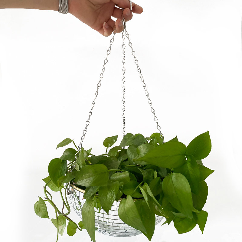 Disco-Spiegelkugel Hängender B – Echeveria Succulent Bewertung und Preis